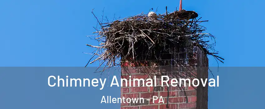 Chimney Animal Removal Allentown - PA
