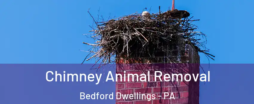 Chimney Animal Removal Bedford Dwellings - PA