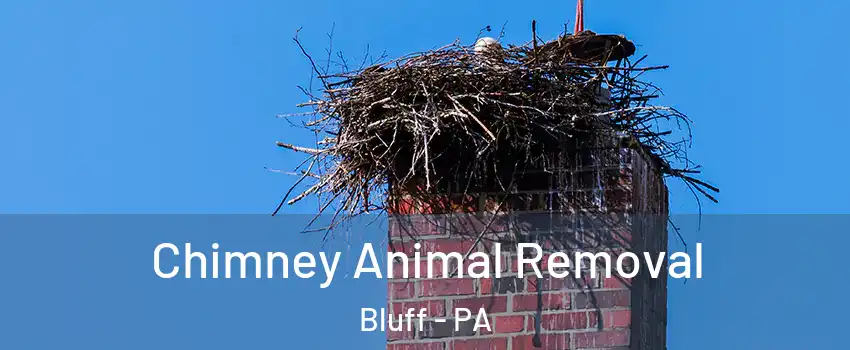 Chimney Animal Removal Bluff - PA