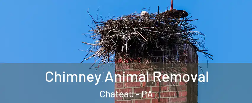 Chimney Animal Removal Chateau - PA