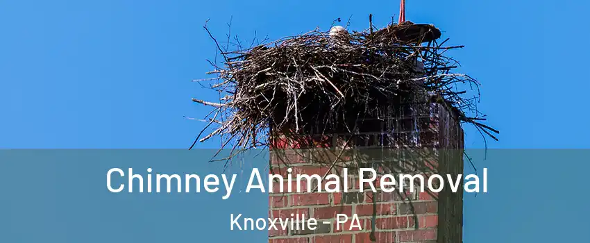 Chimney Animal Removal Knoxville - PA