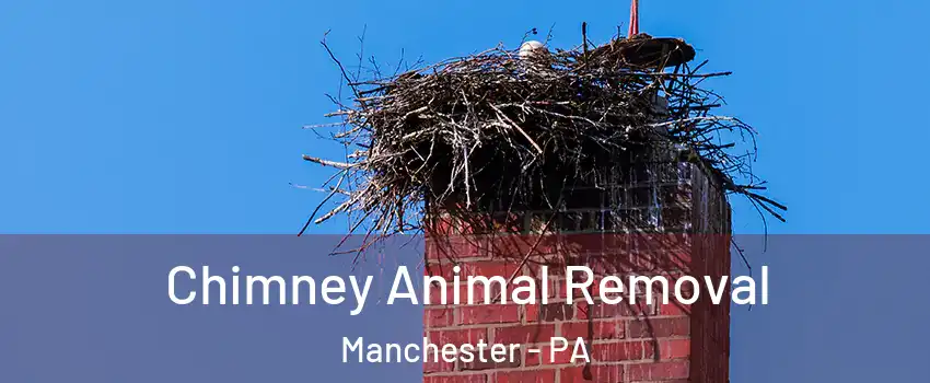Chimney Animal Removal Manchester - PA
