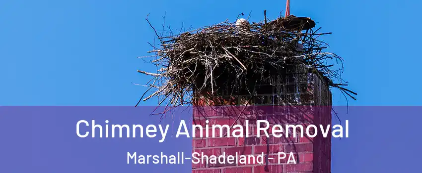 Chimney Animal Removal Marshall-Shadeland - PA