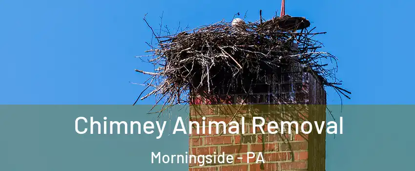Chimney Animal Removal Morningside - PA