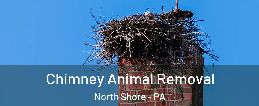 Chimney Animal Removal North Shore - PA