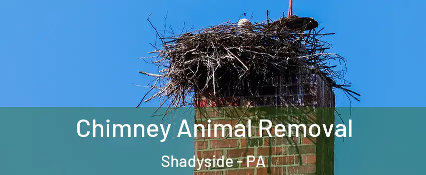 Chimney Animal Removal Shadyside - PA