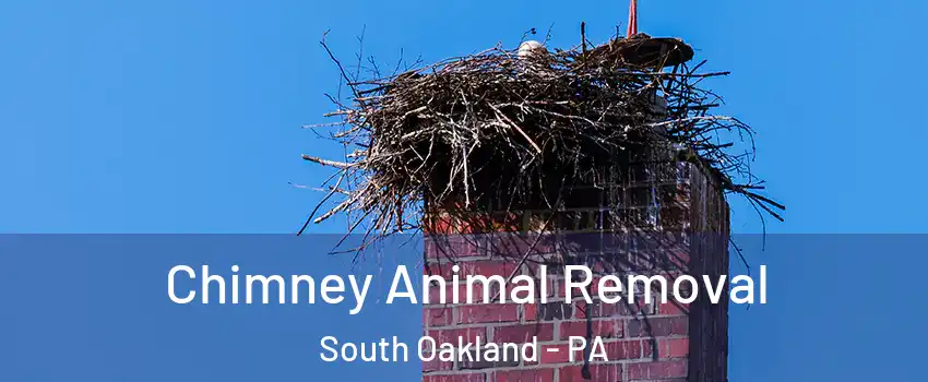 Chimney Animal Removal South Oakland - PA