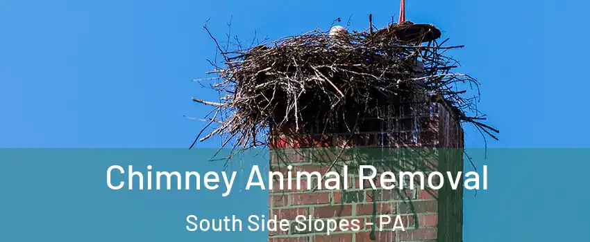 Chimney Animal Removal South Side Slopes - PA