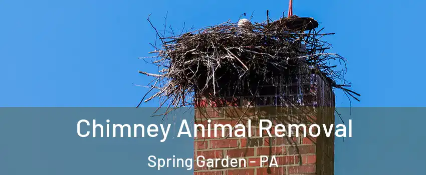Chimney Animal Removal Spring Garden - PA