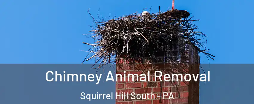 Chimney Animal Removal Squirrel Hill South - PA