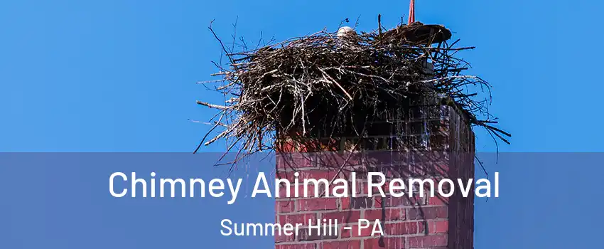Chimney Animal Removal Summer Hill - PA