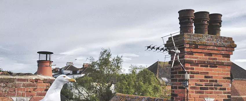 Chimney Cleaning And Restoration in Allentown, Pennsylvania